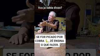 pra picada de cobra😱QUEM AI SABIA DISSO [upl. by Melentha]