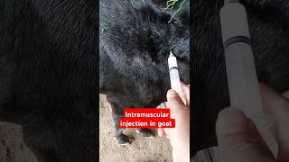 Placenta Treatmentpyometragenital diseaseintramuscular injectionantibiotic 💉 goat shortsfeed [upl. by Eilhsa801]