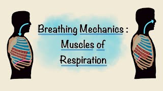 Muscles of Respiration  Breathing Mechanics  Respiratory Physiology [upl. by Groveman702]