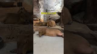 It turns out that the Capybara can live so long Changsha Zoolung large indoor zoo Capybara [upl. by Kenelm663]