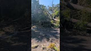 Dismayed to See Chinaberry Tree with Fruit Collapsed from Hurricane Milton on Cross Seminole Trail [upl. by Frederigo250]