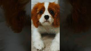 Cavalier king charles spaniel Our graduate Noel [upl. by Maibach737]