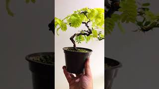 Tamarindus indica progress bonsaiprojects bonsaiwork bonsaitree indoorbonsai plants bonsai [upl. by Akinert]