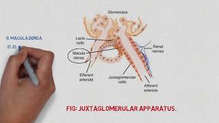 Juxtaglomerular apparatus  Easy notes [upl. by Aydne]