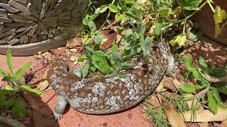 Bobtail Goanna in the Garden [upl. by Rednael22]