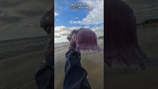 Rescue Mission Saved rare venomous Blue Jellyfish 🥺 [upl. by Decato]