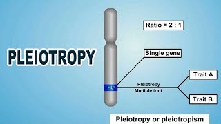 Pleiotropy  12th Std  Biology  Science  CBSE Board  Home Revise [upl. by Henebry]