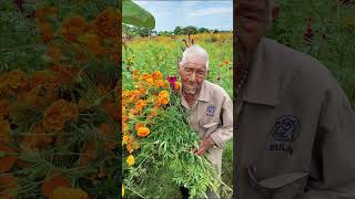 Apoyemos a los campesinos mexico🇲🇽 cultura cosecha diademuertos [upl. by Hyacinth141]