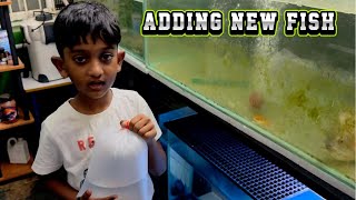 🐟Adding new fish in Peacock bass tank SimbaaVlogs [upl. by Imelda279]