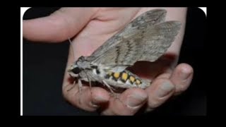 METAMORPHOSIS Tomato Hornworm into MOTH metamorphosis moth [upl. by Bond]