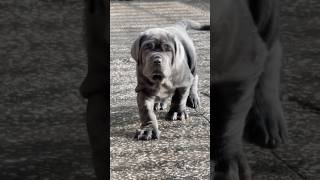 Neapolitan Mastiff Transformation 😱  Mastino Napoletano [upl. by Burnight]