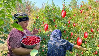 Picking CORNELIAN CHERRIES and Making JAM and Baking Mosaic BISCUITS [upl. by Dincolo]