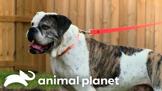 A Potential New Forever Home for Cheech  Pit Bulls amp Parolees  Animal Planet [upl. by Attenra]