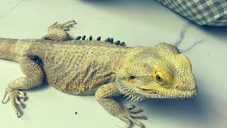 STOP Feeding Your Bearded Dragon the WRONG Insects [upl. by Francklin81]