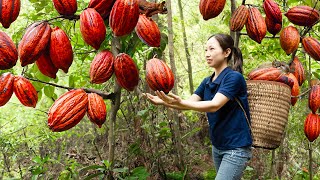 Harvest RED CACAO Goes to market sell  High nutritional value brings health benefits [upl. by Ahsenwahs614]