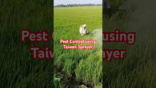 Fighting Pests amp Fungus with Taiwan Sprayers  Valxtra Trozen amp Permethrin on 2Acre Paddy Field 🌾 [upl. by Sirhc]