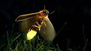 6 Facts About FirefliesLightening Bugs [upl. by Pierro]