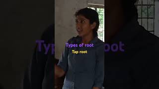 Types of root tap rootprimary root l fibrous root shorts [upl. by Jaquiss]