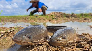 top skills fishing a smart fisherman catch a lot of big fish in rice field after rain by hand [upl. by Snahc35]