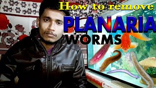 aquarium planaria worms  how to kill planaria leech in aquarium [upl. by Pheni837]