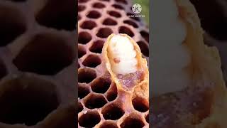 Varror mite Bee parasites Easy Mind Hindi varrormite parasites short [upl. by Armallas]