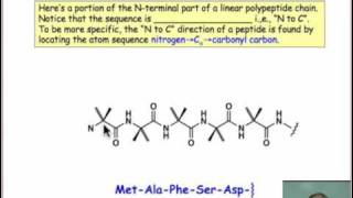 Amino Acids and Peptides [upl. by Olympium131]