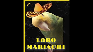 LORO CANTA MARIACHI  VICENTE FERNANDEZ [upl. by Arola]