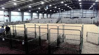 Holmes County Fair Live Stock Arena Day 2 862024 [upl. by Adnahcal]