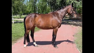 OAKLEY B UTOPIE x DAWSON VD PADENBORRE 2019 mare [upl. by Garald]