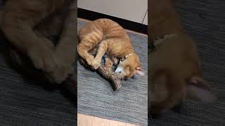 原木のマタタビをキメる猫。A cat getting drunk with actinidia polygama [upl. by Buote389]