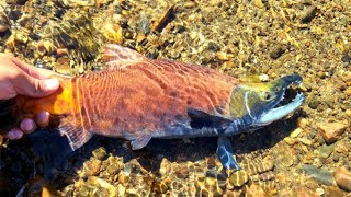 Salmon Fishing in ColoradoKokanee Salmon [upl. by Abbotsun237]