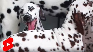 102 DALMATIANS  Full video on the channel shorts [upl. by Chandless]