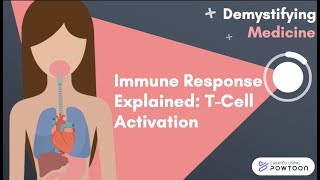 Immune Response Explained TCell Activation [upl. by Schumer]