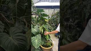 Stay tuned for the upcoming YT video Exotic Aroid Greenhouse with 900 species tropicalplants [upl. by Adamec382]