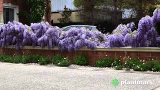 Wisteria sinensis Chinese Wisteria at Plantmark Wholesale Nurseries [upl. by Pierson]