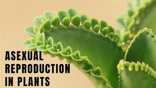 Reproduction in plants  Asexual reproduction in plants  Vegetative propagation  Science [upl. by Sacram]