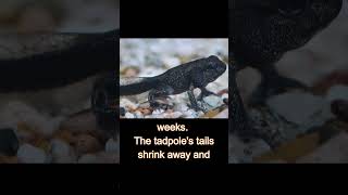 Tadpole to Frog Metamorphosis TimeLapse frog metamorphosis timelapse [upl. by Ellenrahs386]