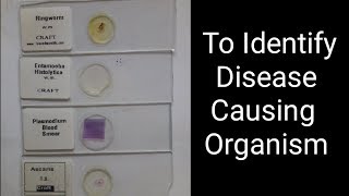 Identify Common DiseaseCausing Organism 12th bio practical no 14 cbse gseb [upl. by Echikson]