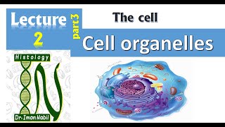 2c Cell organelles Part 3Golgi endosomes and lysosomesCellHistology [upl. by Pacian17]