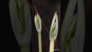 ניצני פריחת בתחבצלת קטנתפרחים 🎗 Vagaria parviflora [upl. by Haldan]