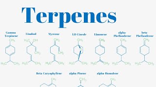 Terpenes And Isoprene Units Explained [upl. by Salita]