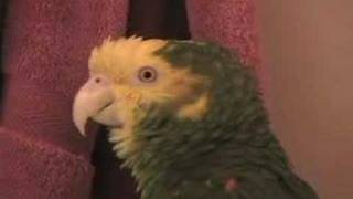 Parrot talkingsinging [upl. by Mosnar]