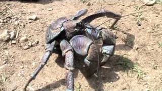 八重山のヤシガニ Coconut Crab [upl. by Dnomasor]