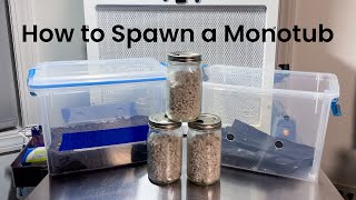 Beginner Guide  Modified Monotub Setup for MAXIMUM Mushroom Yield [upl. by Ramona649]