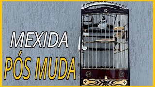 MEXIDA PÓS MUDA [upl. by Gleason710]