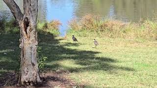 Masked lapwing birds in the Lake Campbelltown Australia [upl. by Nanci]