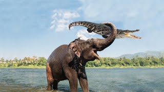 An Agry Baby Elephant Kills A Massive Crocodile  Crocodile attack vs Elephant attack [upl. by Bensen]