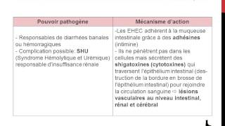 Famille des Enterobacteriaceae  Genre Escherichia [upl. by Atsillac854]