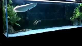 Platinum Silver Arowana Tank Update [upl. by Llehcor758]