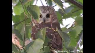 A Beautiful Little Saw Whet Owl Flies Free [upl. by Roldan404]